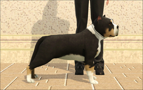 download american bully champion bloodline for free
